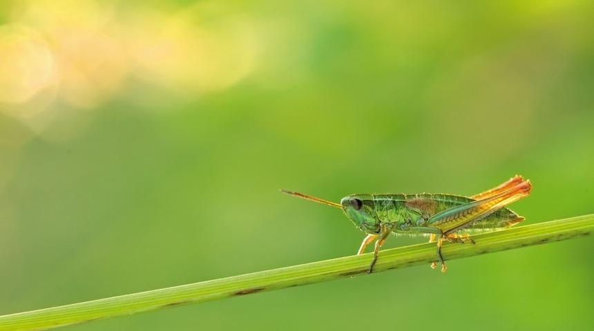 D&uuml;nyada b&ouml;cekler azalıyor
