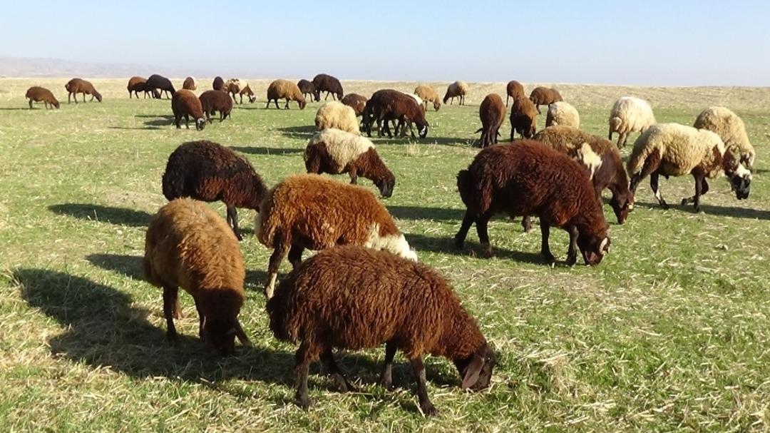 Sıcak ve g&uuml;neşli hava besicileri sevindiriyor