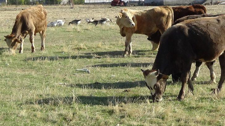 Sıcak ve güneşli hava besicileri sevindiriyor G2