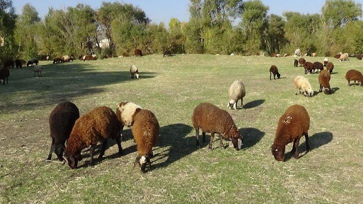 Sıcak ve güneşli hava besicileri sevindiriyor G3