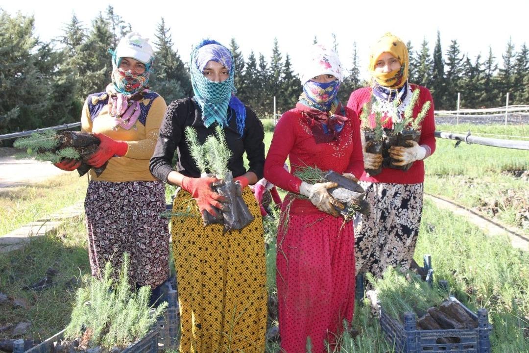 Mardin&rsquo;de 135 bin fidan toprakla buluşacak