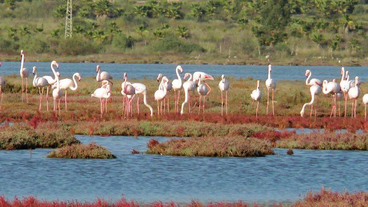 Bodrum yüzlerce flamingoyla doldu G1