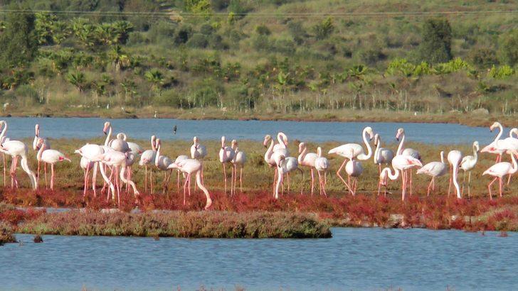 Bodrum yüzlerce flamingoyla doldu G2