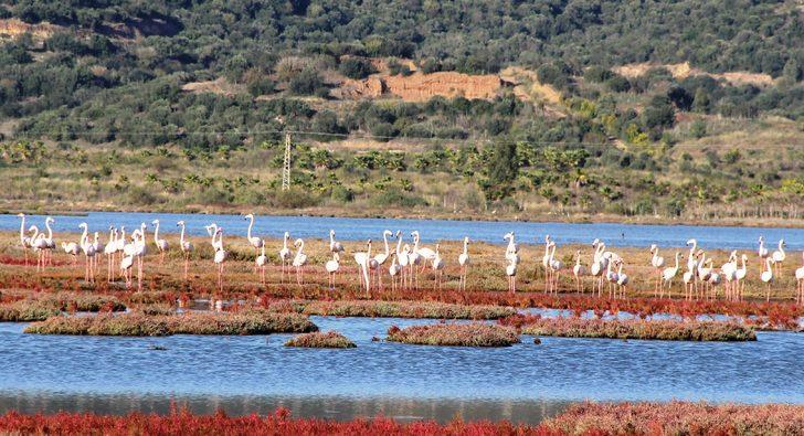Bodrum yüzlerce flamingoyla doldu G3