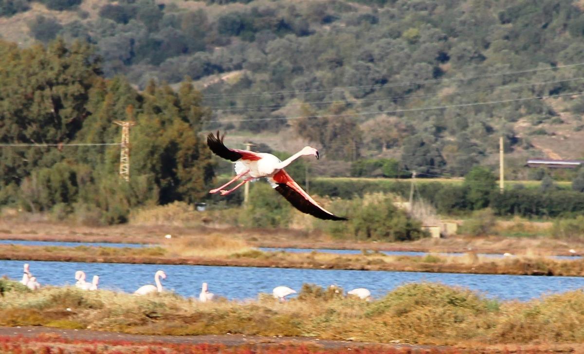 Bodrum y&uuml;zlerce flamingoyla doldu