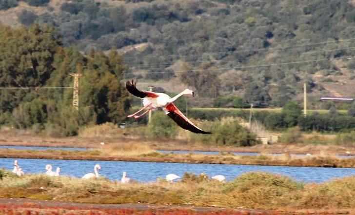 Bodrum yüzlerce flamingoyla doldu G4