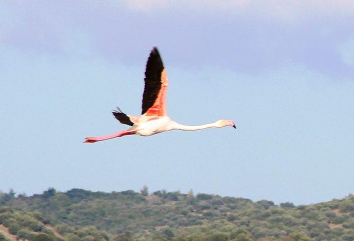 Bodrum yüzlerce flamingoyla doldu G5