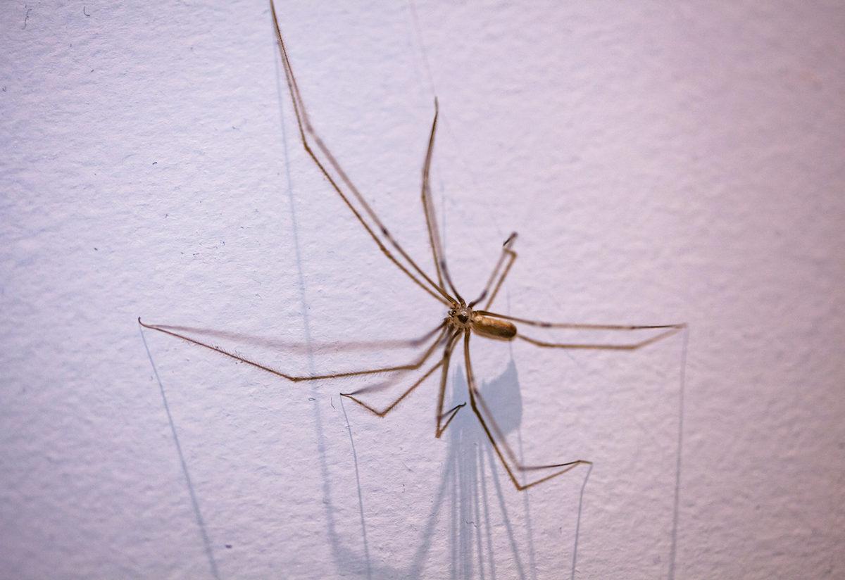 evdeki örümcek türleri
