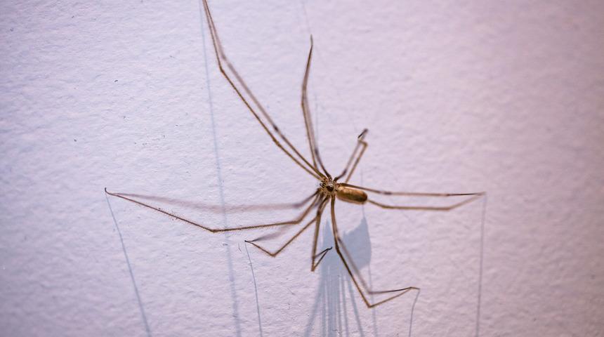 Evin i&ccedil;inde g&ouml;r&uuml;rseniz sakın &ouml;ld&uuml;rmeyin!