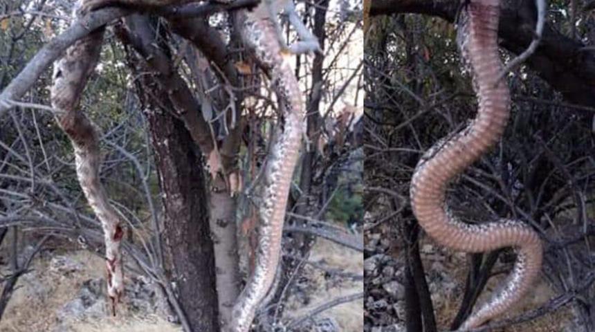 &Ouml;ld&uuml;r&uuml;p ağaca astılar! Tam 6 metre