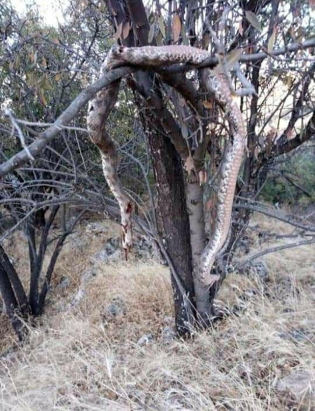 Dev yılanı &ouml;ld&uuml;r&uuml;p ağaca astılar