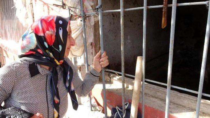 Trabzon'da 30 büyükbaş 'çiçek’ hastalığından öldü G1