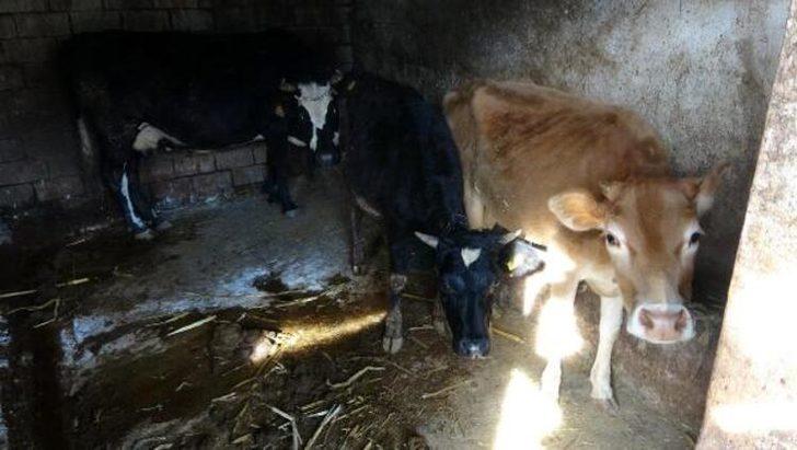 Trabzon'da 30 büyükbaş 'çiçek’ hastalığından öldü G3