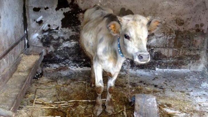 Trabzon'da 30 büyükbaş 'çiçek’ hastalığından öldü G4