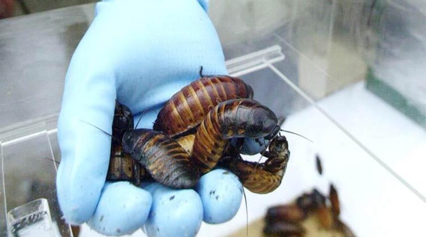 Çin'de genç adamın kulağından 'hamam böceği ailesi' çıkarıldı