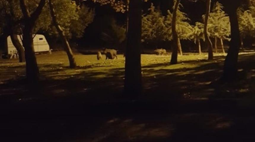 Korku dolu dakikalar! Sürü halinde mesirelik alana indiler