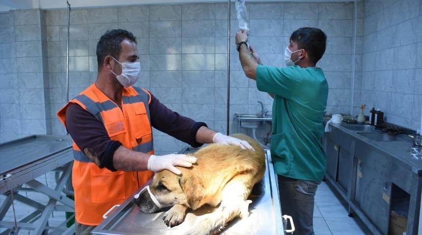 Yaralı k&ouml;pek i&ccedil;in seferber oldular