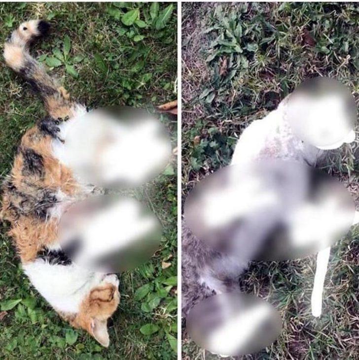 Bolu Valiliği�nden ayakları kopuk halde bulunan kedi ölüleriyle ilgili