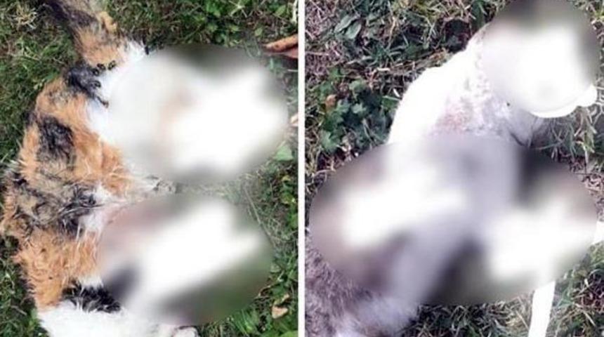 Bolu Valiliği'nden ayakları kopuk halde bulunan kedi ölüleriyle ilgili açıklama