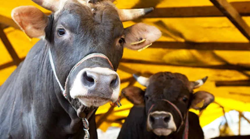 'Sütünde altın var' iddiasının ardından inekleriyle kredi almaya gittiler