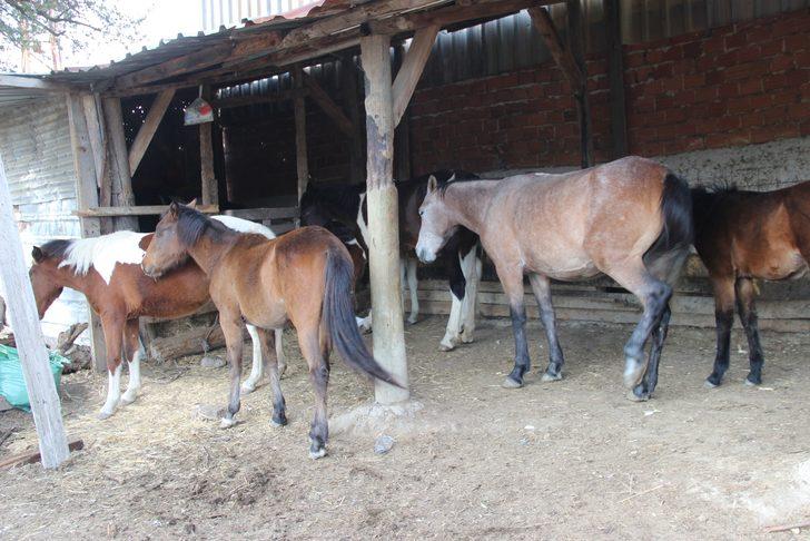 Büyük vicdansızlık! Atı silahla yaraladılar G3