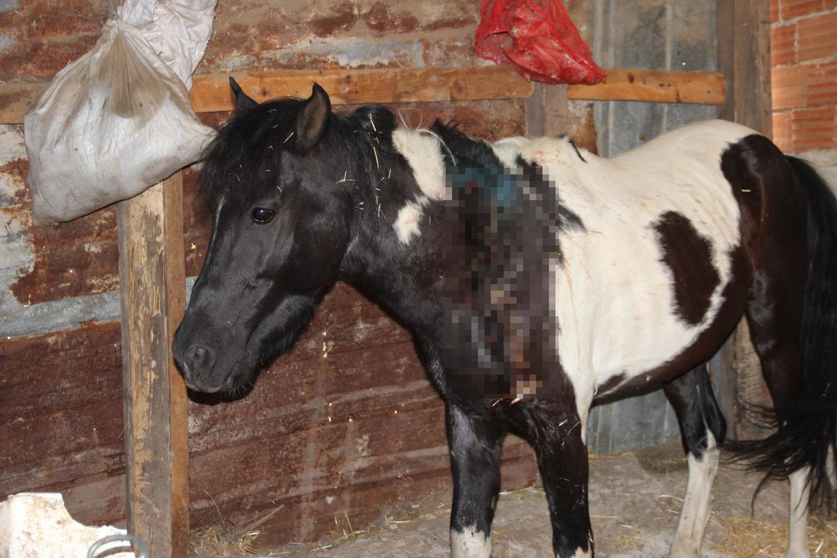 B&uuml;y&uuml;k vicdansızlık! Atı silahla yaraladılar