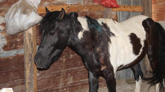 Büyük vicdansızlık! Atı silahla yaraladılar