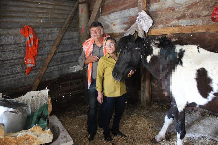 Büyük vicdansızlık! Atı silahla yaraladılar G1