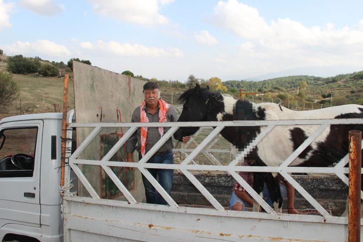 Büyük vicdansızlık! Atı silahla yaraladılar G2