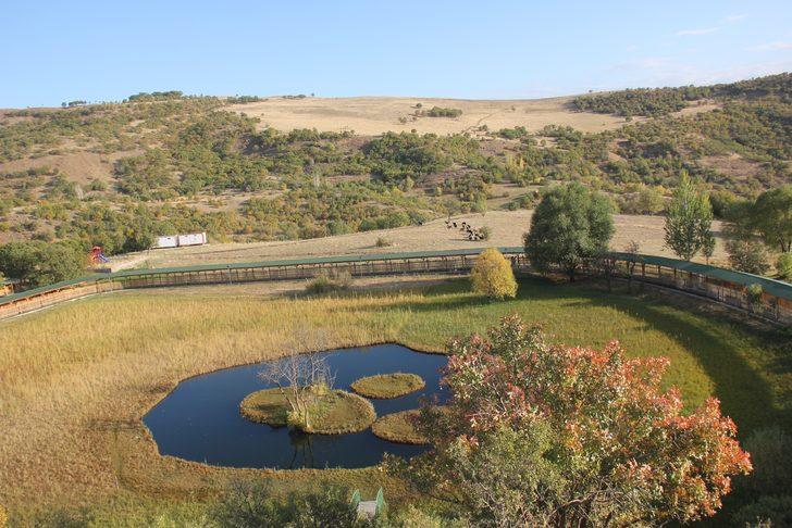 Bingöl'ün yüzen adaları sonbaharda ayrı güzel G5