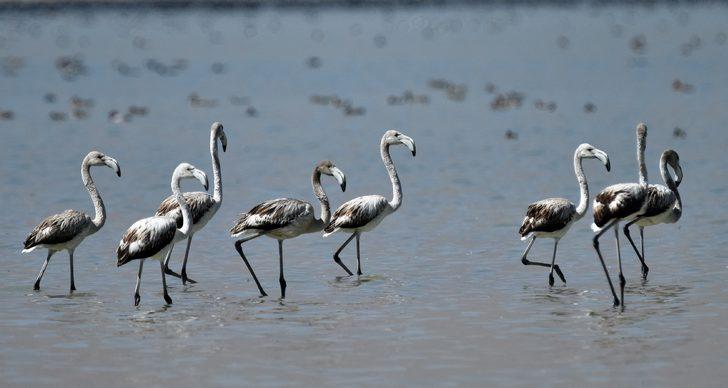 Binlercesi bir arada! Büyüleyen görüntü G4