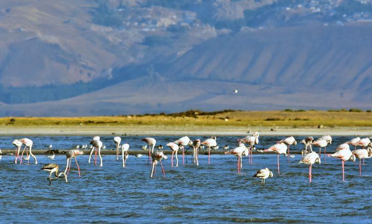 Binlercesi bir arada! Büyüleyen görüntü G5