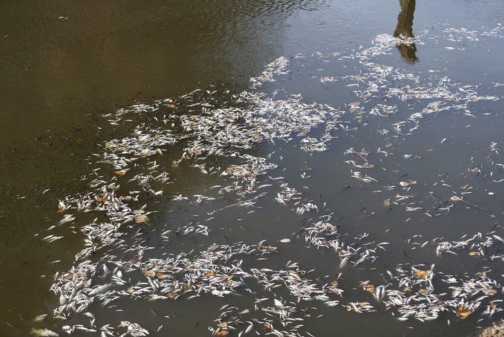 Bursa'da çevre felaketi! Vatandaşlar tedirgin: Böyle katliam olmaz G1