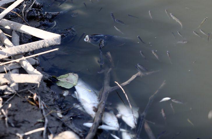 Bursa'da çevre felaketi! Vatandaşlar tedirgin: Böyle katliam olmaz G2