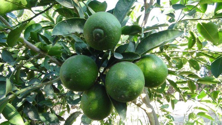 Lime cinsi limonun kilosu bahçede 10, markette 45 lira G2