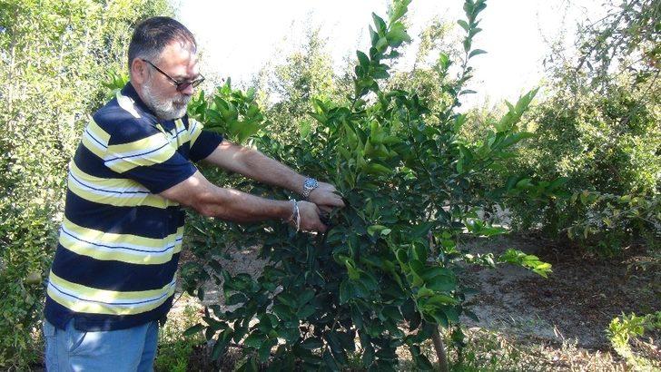 Lime cinsi limonun kilosu bahçede 10, markette 45 lira G4