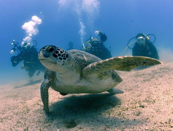 Kahreden tablo! Bu kez dalgıçlar görüntüledi G1