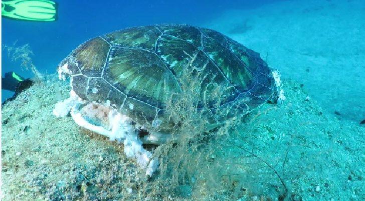 Kahreden tablo! Bu kez dalgıçlar görüntüledi G5