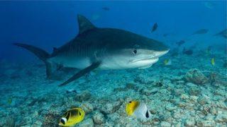 Hint Okyanusu'nda kayboldu! Eli ve alyansı köpekbalığının midesinde bulundu