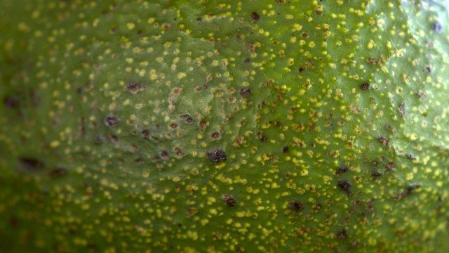 Avokadonun faydaları nelerdir, avokado nasıl yenir?