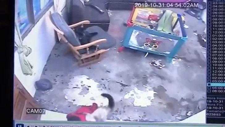 Kahraman kedi, bebeğin hayatını böyle kurtardı! G1