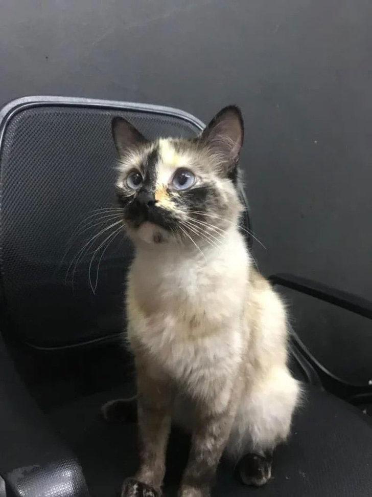 Kahraman kedi, bebeğin hayatını böyle kurtardı! G4