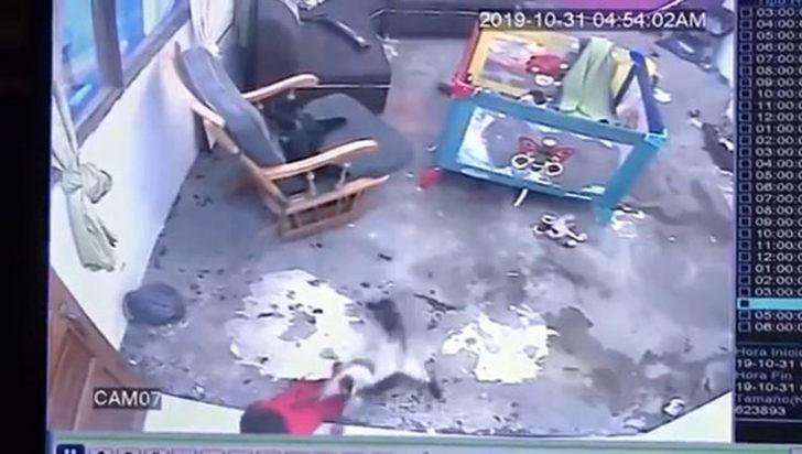 Kahraman kedi, bebeğin hayatını böyle kurtardı! G3