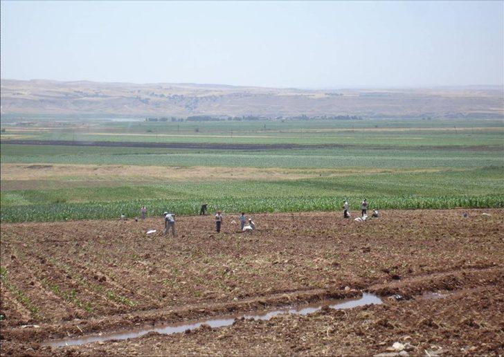 Batman’da 27 bin dekar tarım arazisi sulandı G1