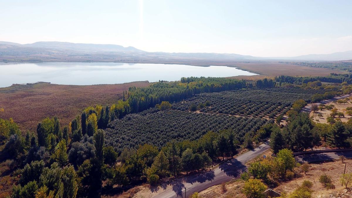 28 yıl &ouml;nce yetiştirilmeye başlanan hurma, 14 bin d&ouml;n&uuml;me yayıldı