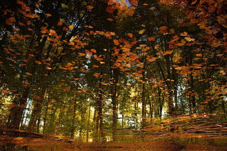  Hollanda'da sonbahar G1