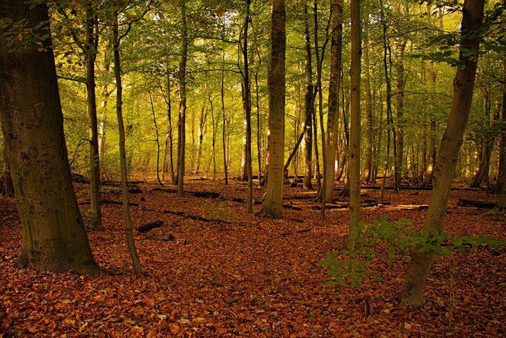  Hollanda'da sonbahar G3