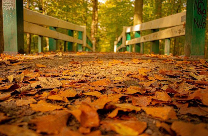  Hollanda'da sonbahar G4