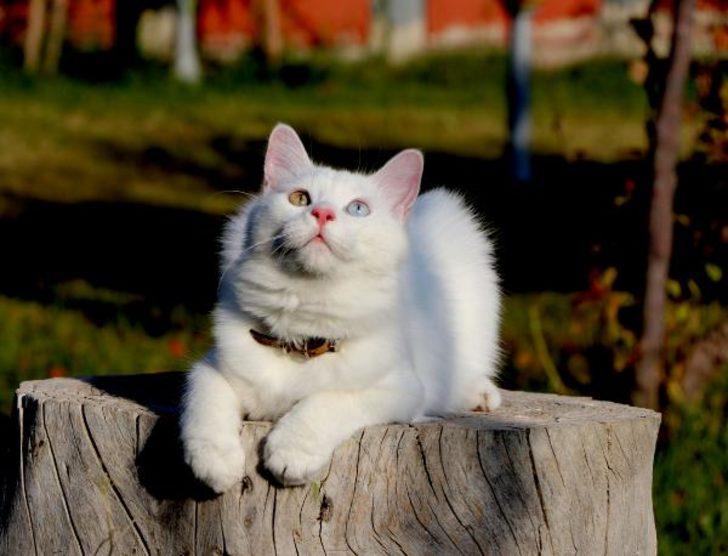Van'ın gururu! 200 kedi arasından birinci seçildi G4