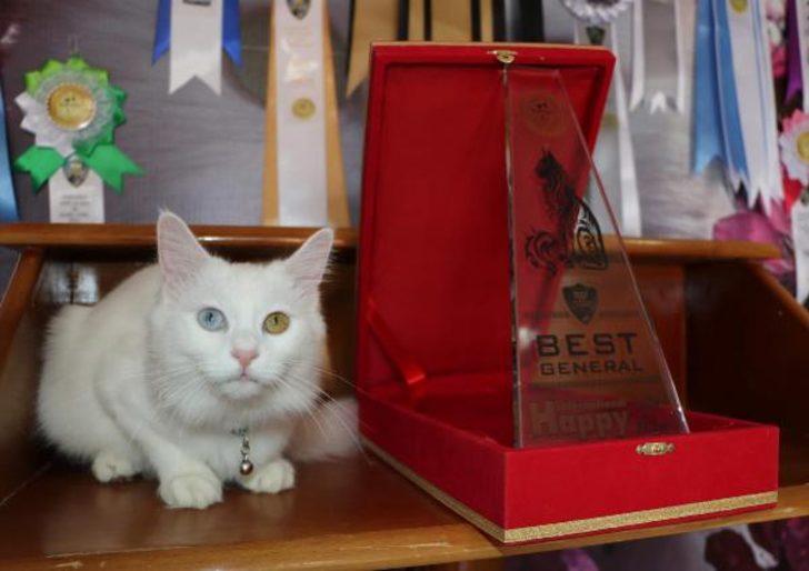 Van'ın gururu! 200 kedi arasından birinci seçildi G1
